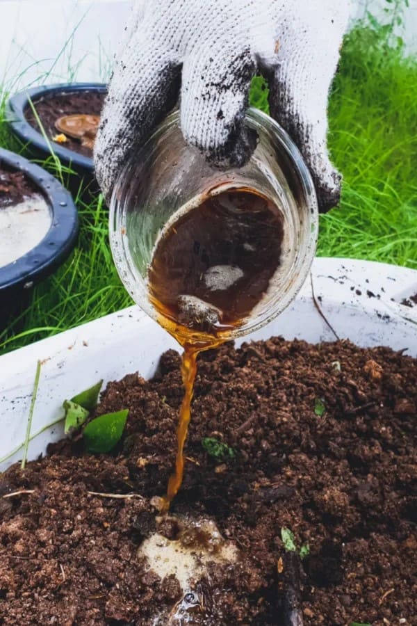 Many Gardeners Don't Know to Use Chicken Poop as Fertilizer. Here're The Right Way