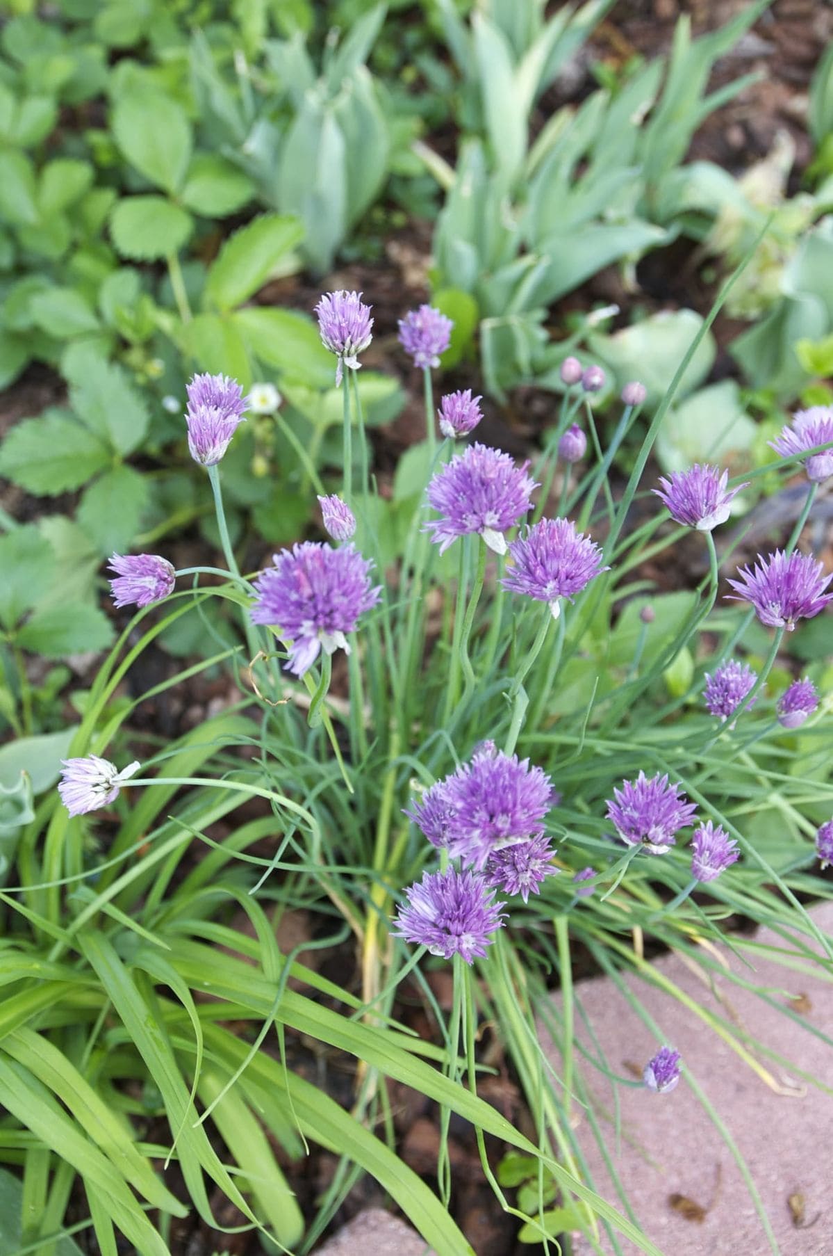 10 Best Plants to Grow Under Tomatoes