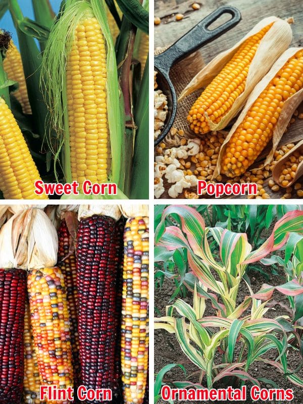 How to Grow Corn Successfully for Beginners