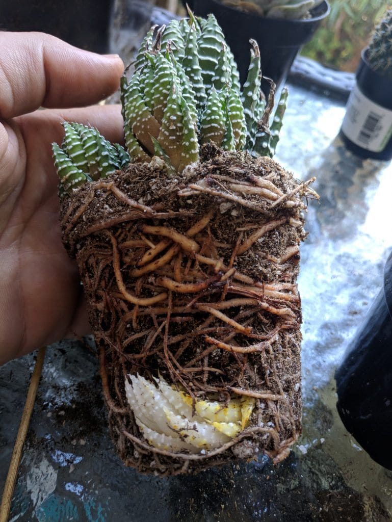 Here're 8 Useful Tips to Make Your Zebra Haworthia Bloom