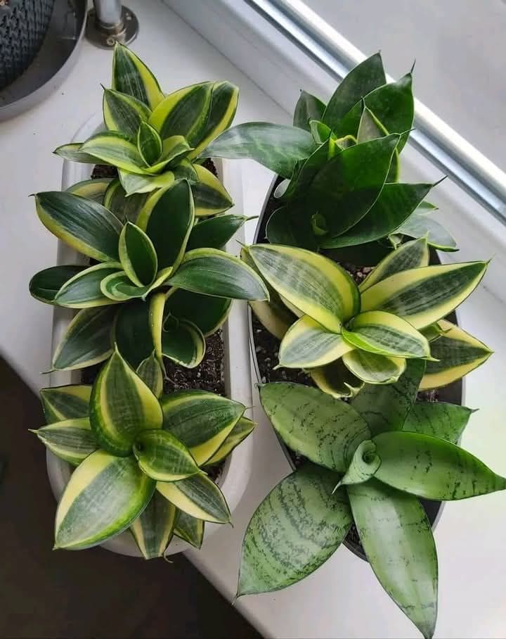 Here's the Best Way to Grow a Snake Plant in a Spiral or Circular Shape