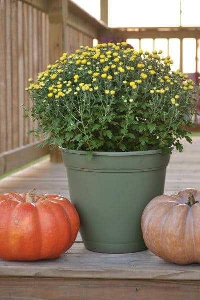 5 Essential Tips to Make Your Fall Mums Bloom Longer