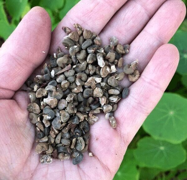 How to Grow Roselle Hibiscus from Seeds
