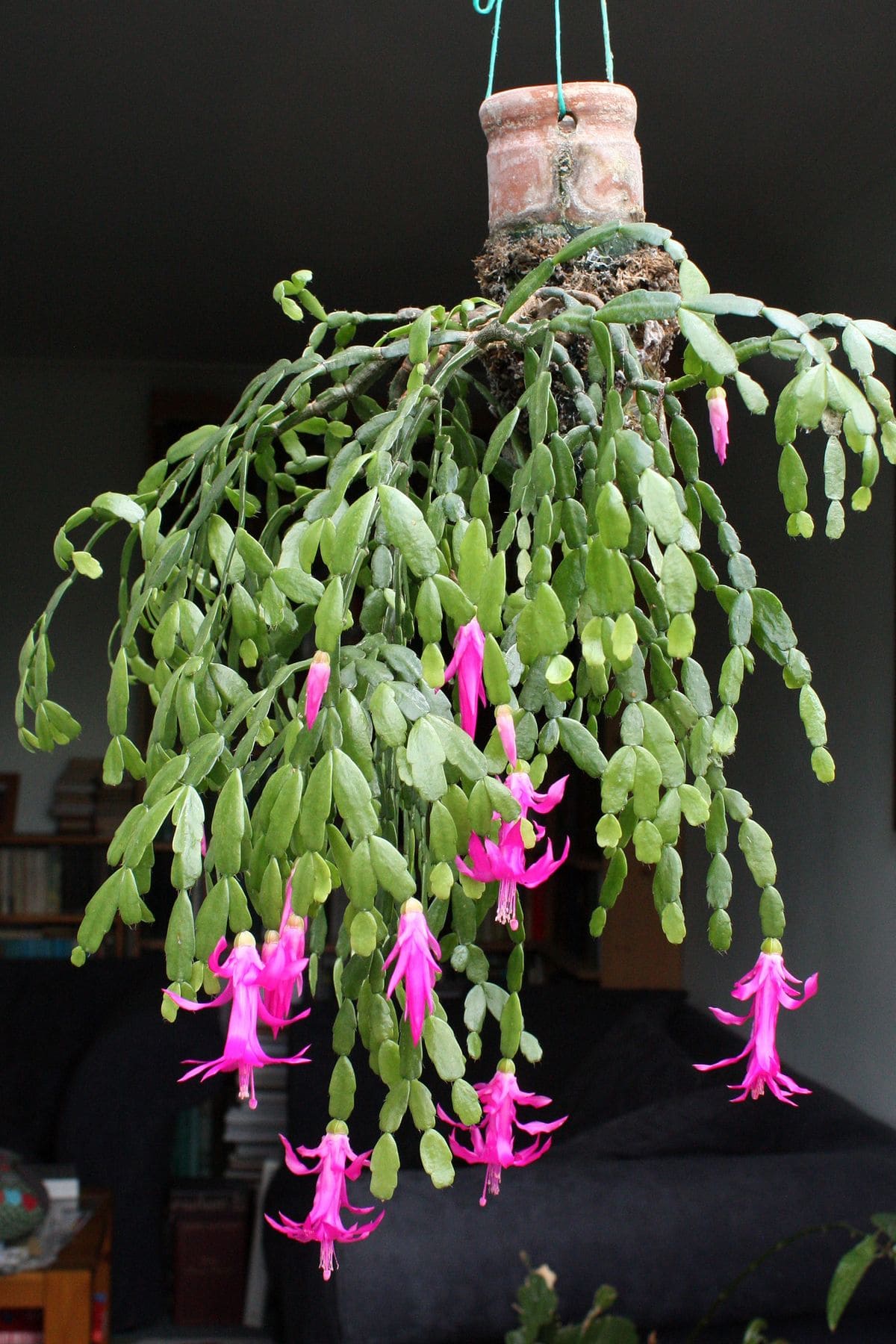 3 Christmas Cactus Types and Their Exotic Colors to Transform Your Home