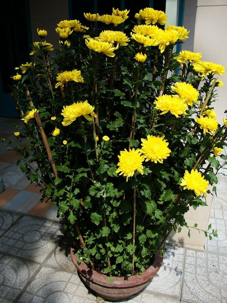 15 Plants That Naturally Repel Spiders