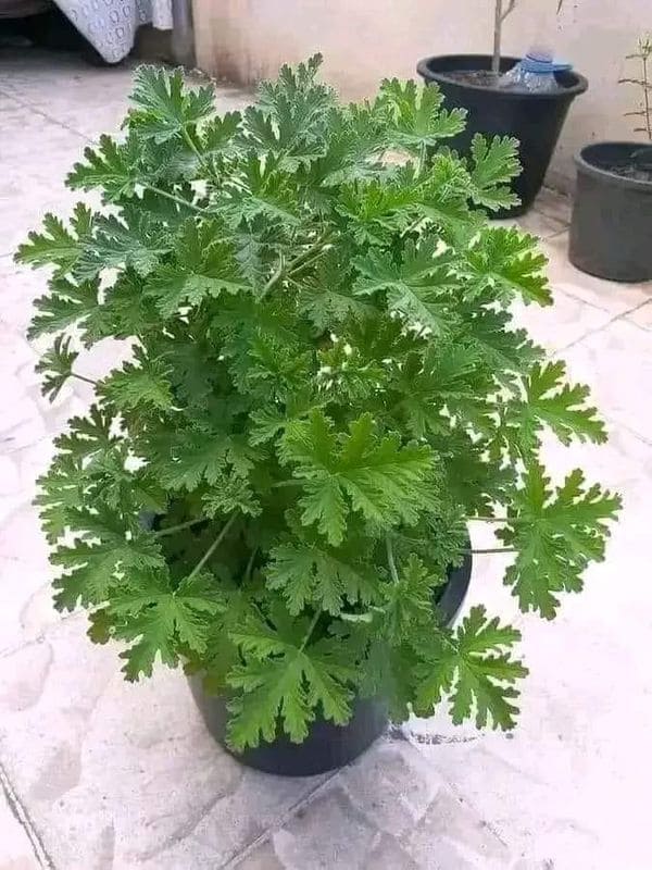 15 Plants That Naturally Repel Spiders