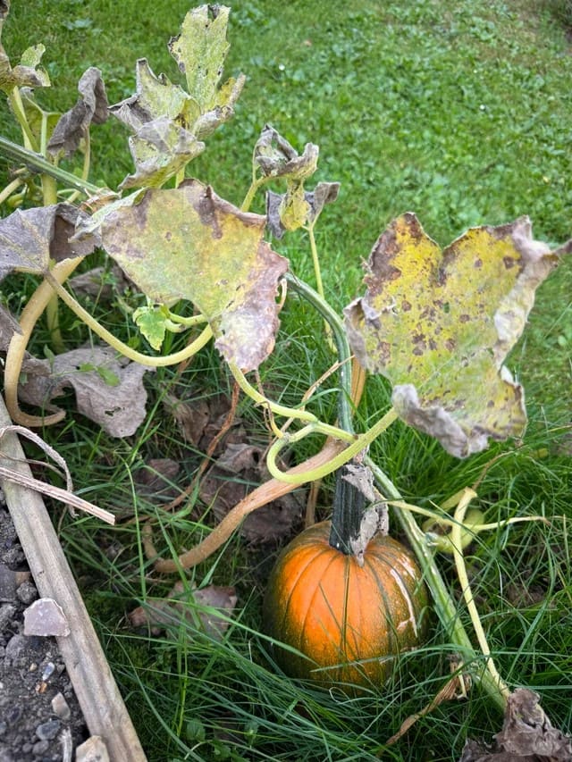 These Tips Are Super Effective to Prevent Squash Bug