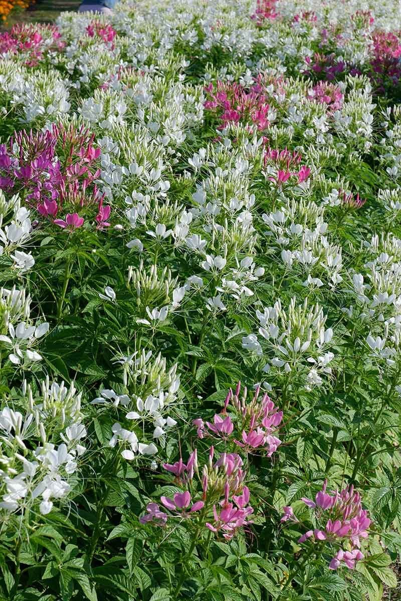 10 Chaos Garden Flowers That Bloom All Summer and Fill Your Yard With Wild Beauty