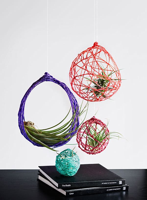 20 Air Plant Display Ideas That Are Way Cooler Than You’d Expect