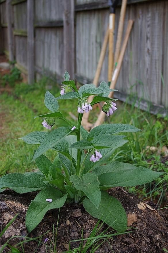 10 Perennial Plants for Chickens So You Can Feed Them for Free, Forever