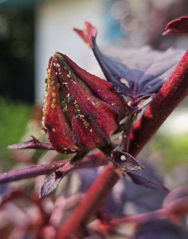 How to Grow Roselle Hibiscus from Seeds