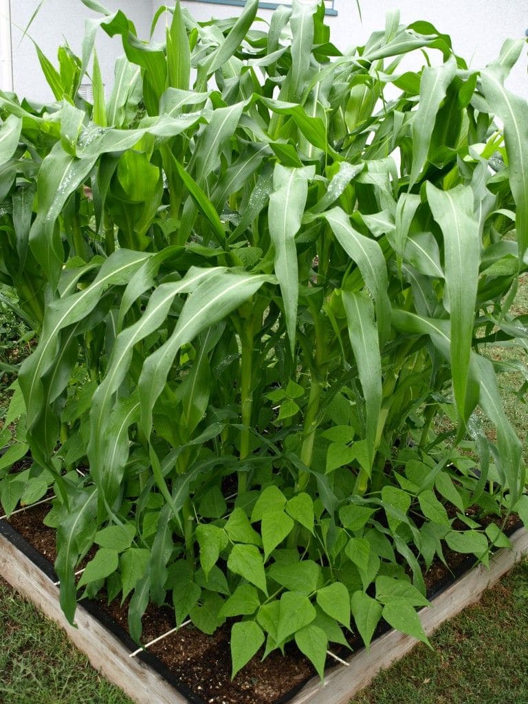How to Grow Corn Successfully for Beginners