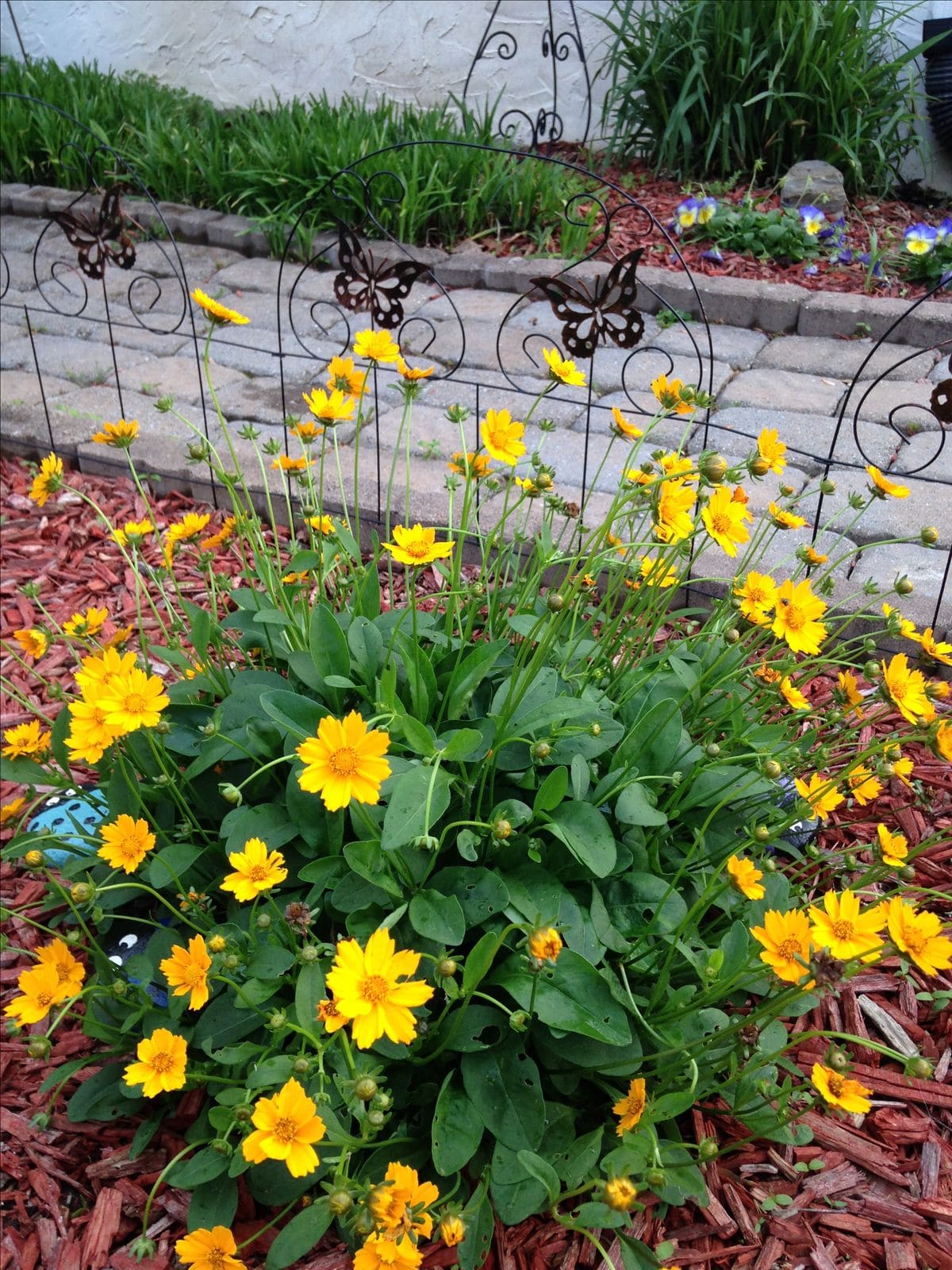 10 Beautiful Plants That Attract Fireflies to Your Garden