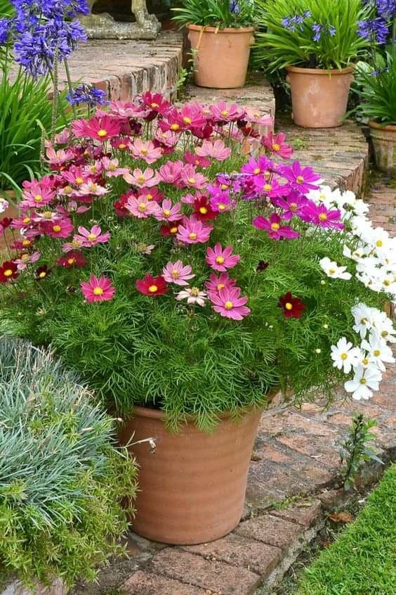 10 Chaos Garden Flowers That Bloom All Summer and Fill Your Yard With Wild Beauty