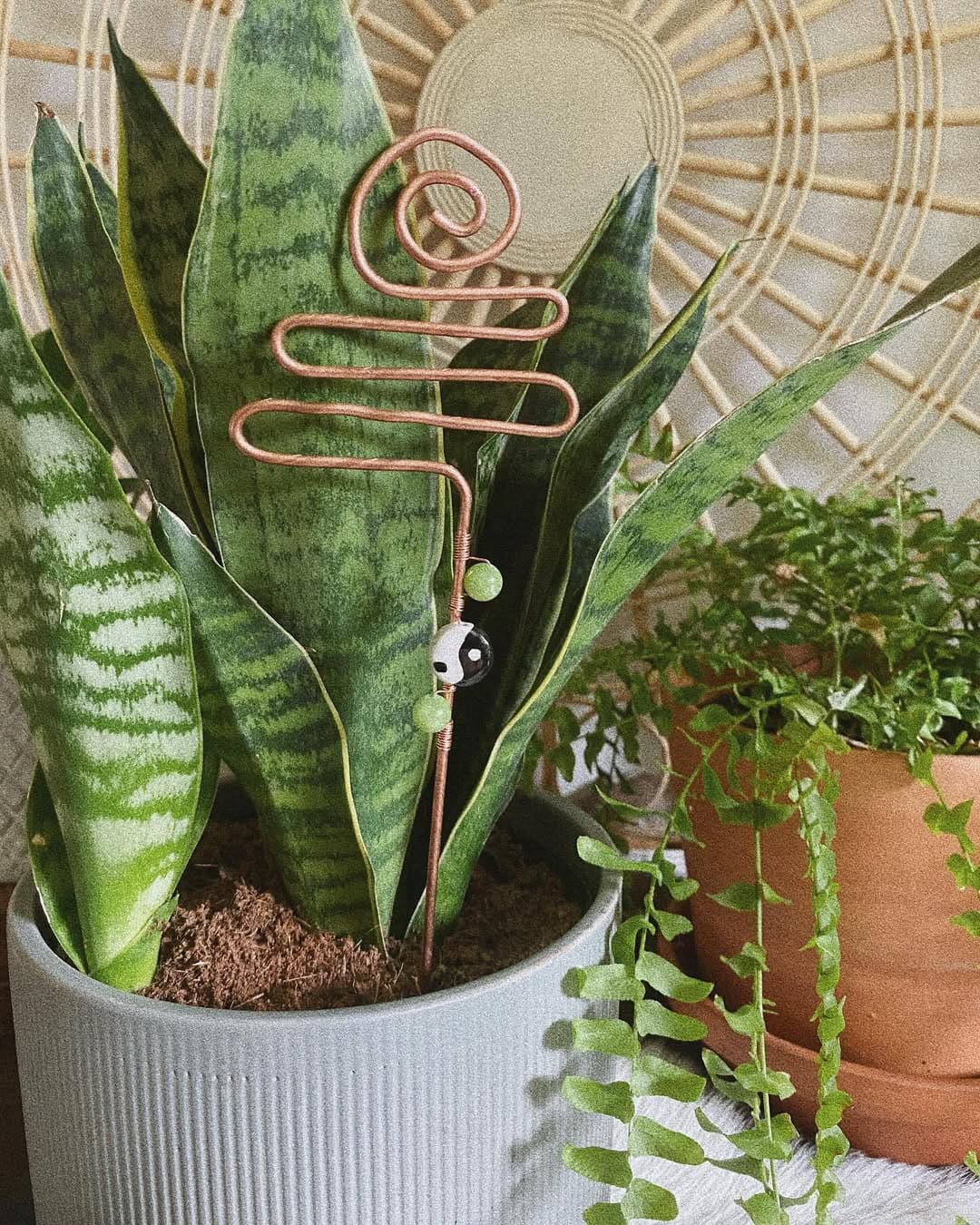 Here's the Best Way to Grow a Snake Plant in a Spiral or Circular Shape