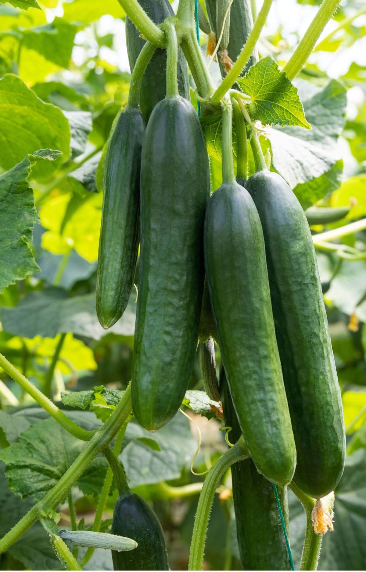 10 Best Plants to Grow in July for a Late-Season Harvest