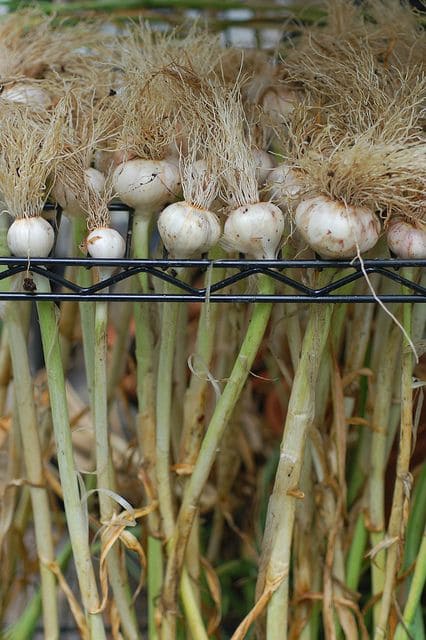 How To Grow Garlic This Fall for a Big, Flavorful Harvest Next Summer