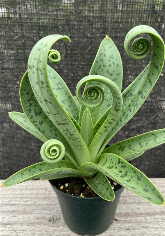 Here's the Best Way to Grow a Snake Plant in a Spiral or Circular Shape