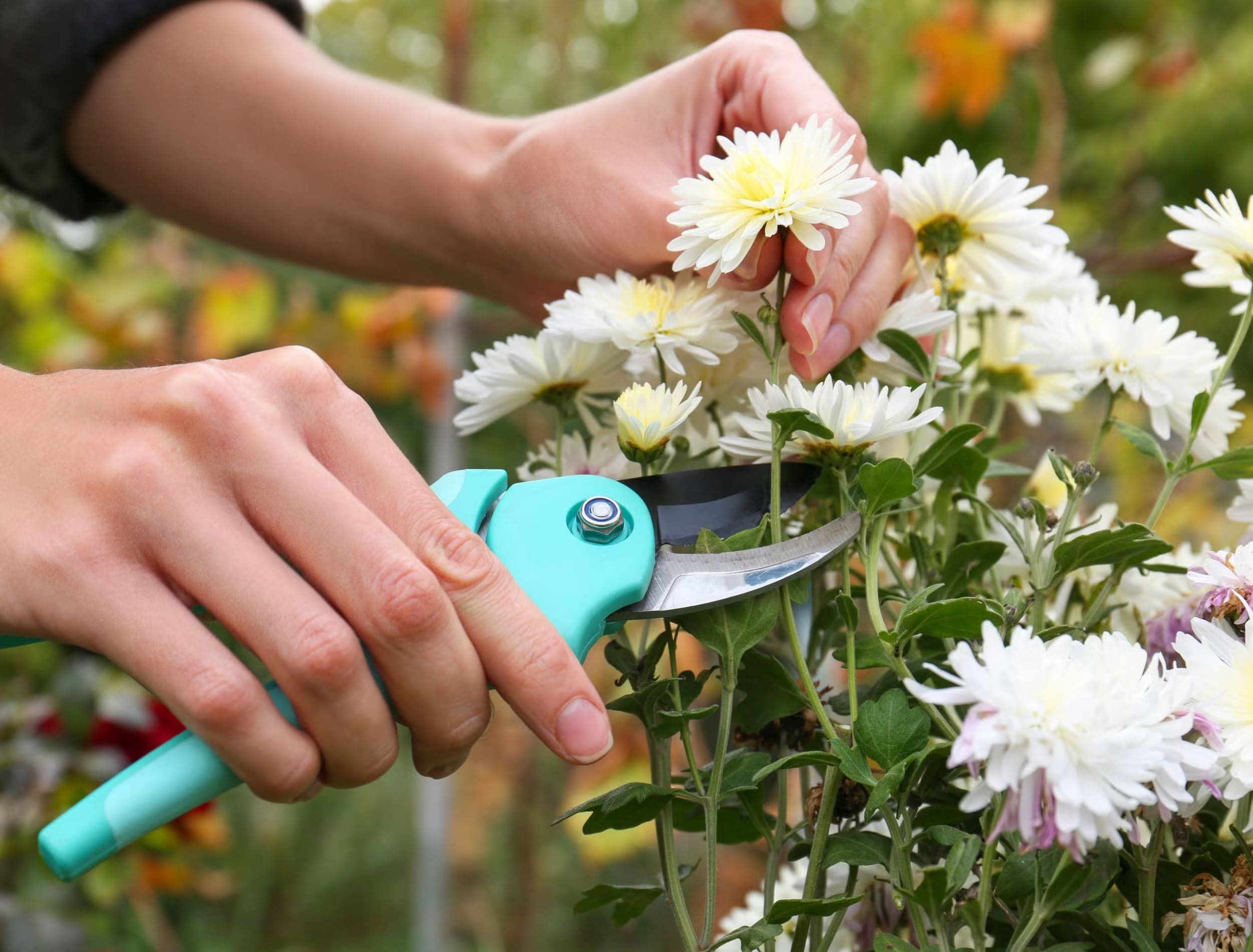 5 Essential Tips to Make Your Fall Mums Bloom Longer