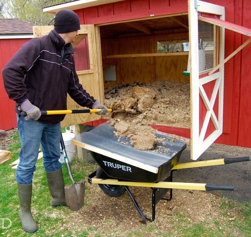 6 Natural Dewormers to Keep Your Chickens Healthy