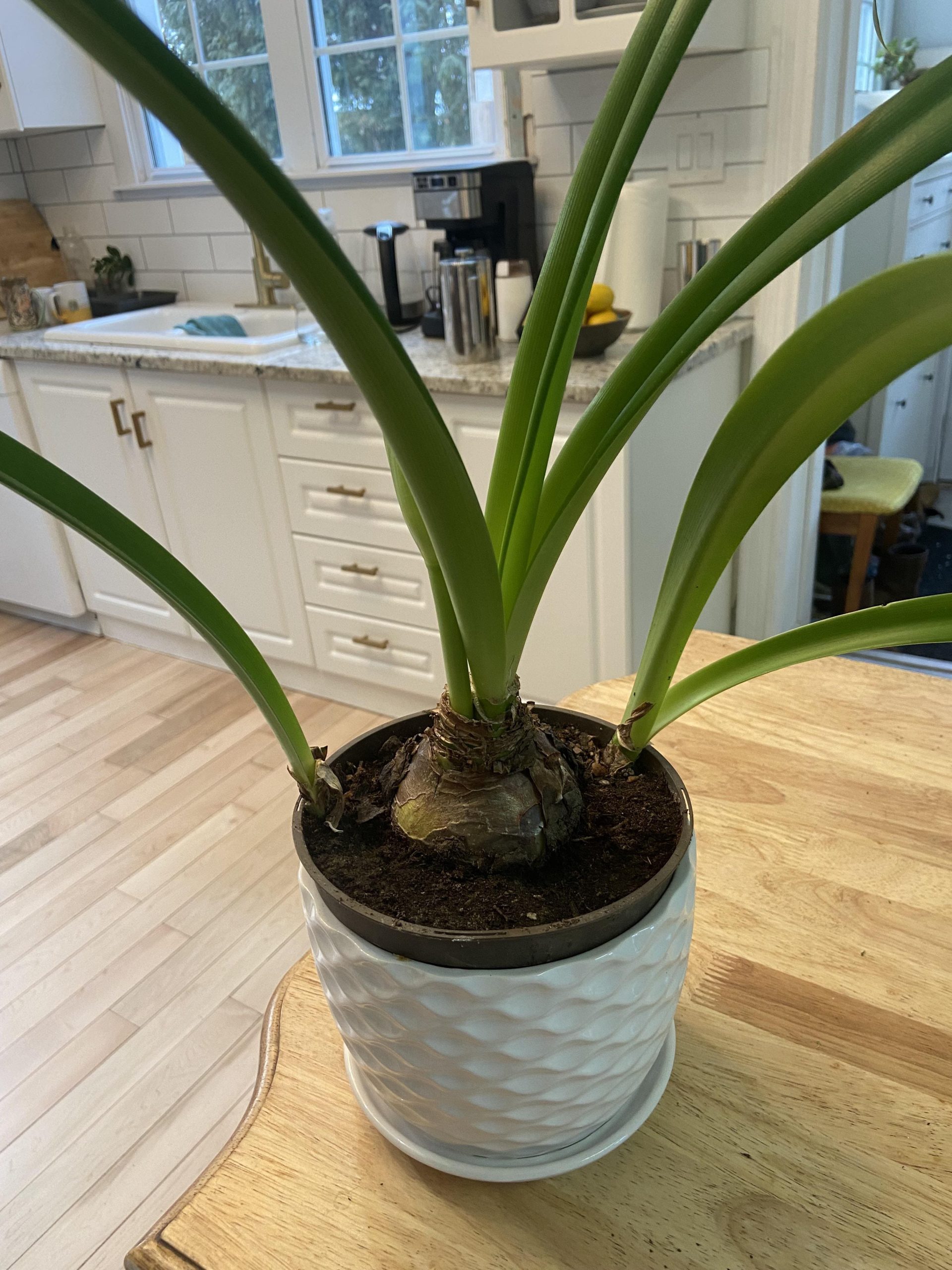 The Following Tips Keep Your Amaryllis Coming Back Stronger After Blooming