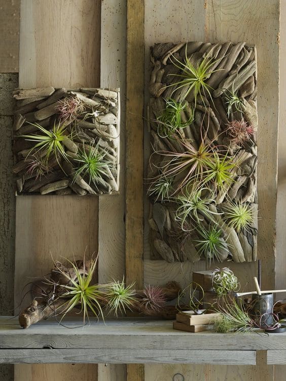 Driftwood Wall Art With Air Plants