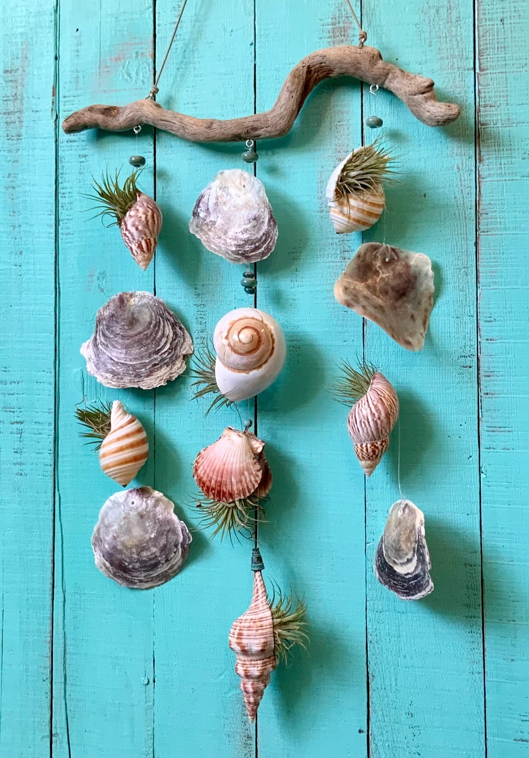 Driftwood and Shell Air Plant Wall Hanging