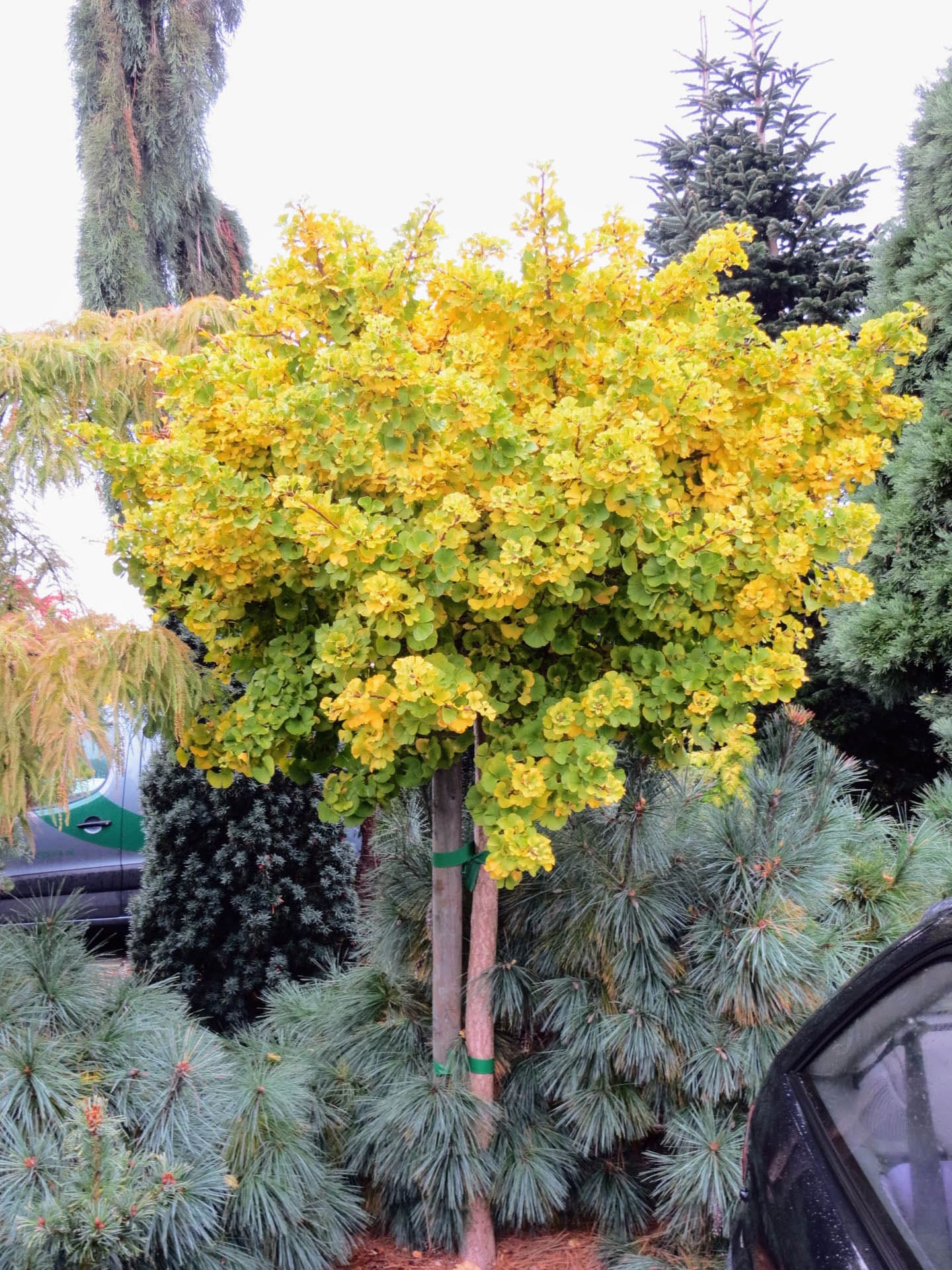 10 Gorgeous Dwarf Weeping Trees to Add Elegance to Small Spaces