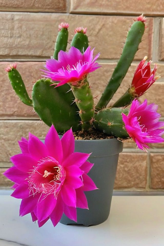 3 Christmas Cactus Types and Their Exotic Colors to Transform Your Home