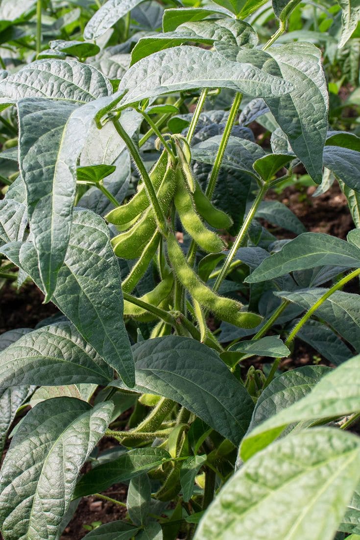 Boost Protein in Your Garden With These 8 Super Foods