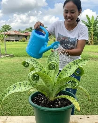 Here's the Best Way to Grow a Snake Plant in a Spiral or Circular Shape