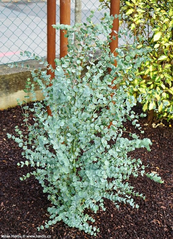 15 Plants That Naturally Repel Spiders