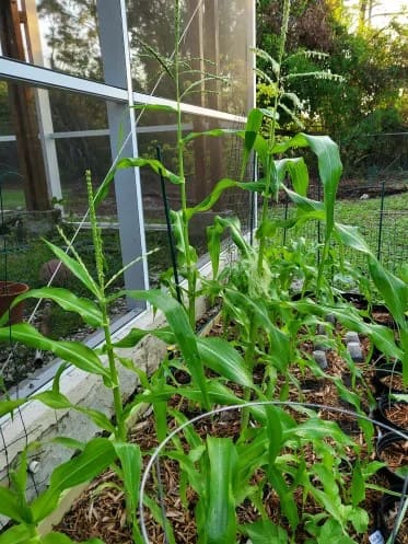 How to Grow Corn Successfully for Beginners