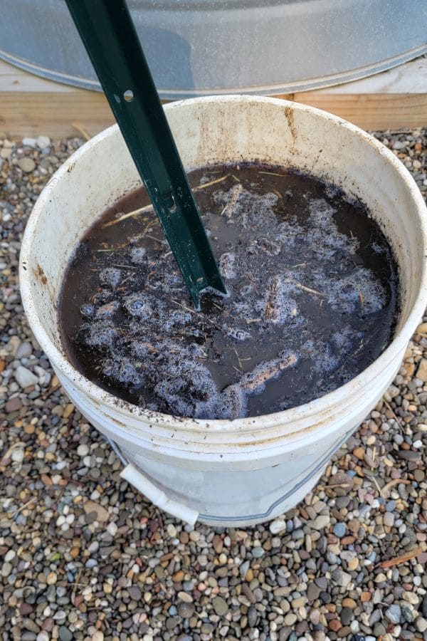 10 Proven Tips Help Gardeners Harvest Buckets of Raspberries