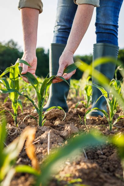 How to Grow Corn Successfully for Beginners