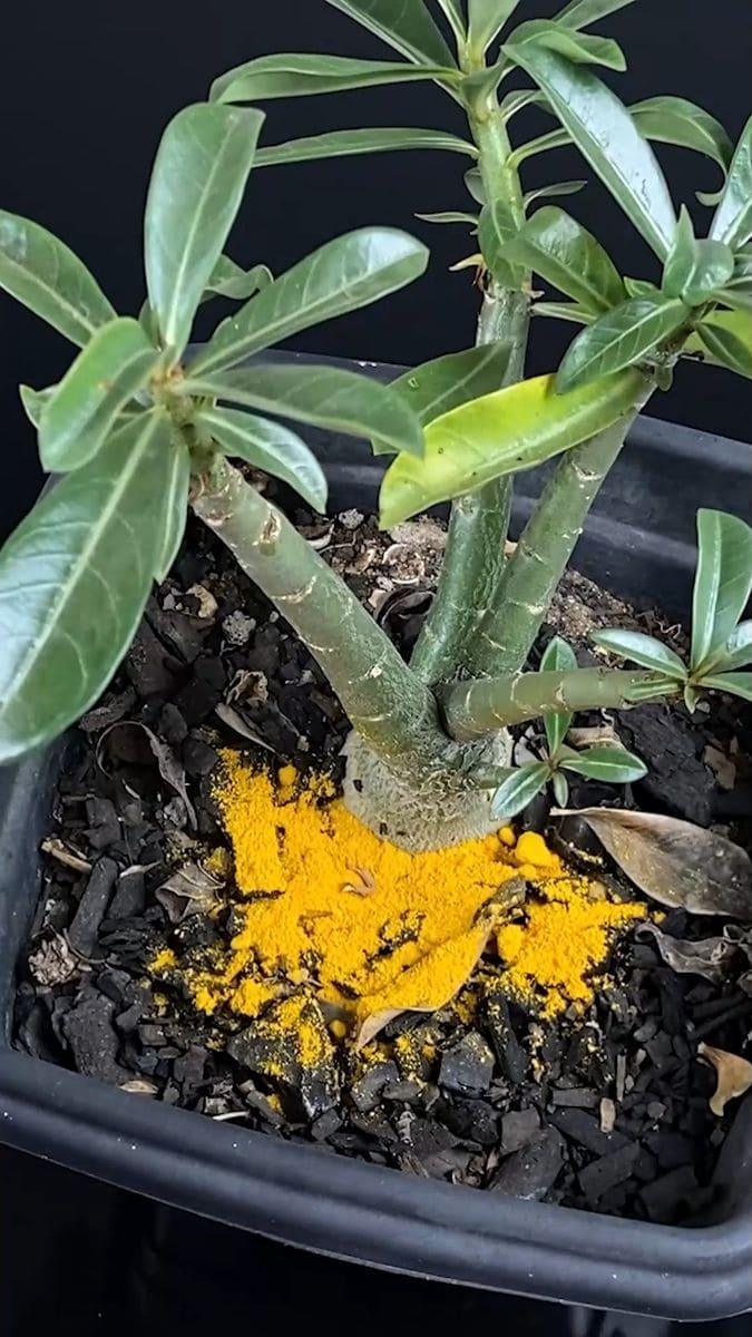 Why Many Gardeners Pour Turmeric on Their Plants