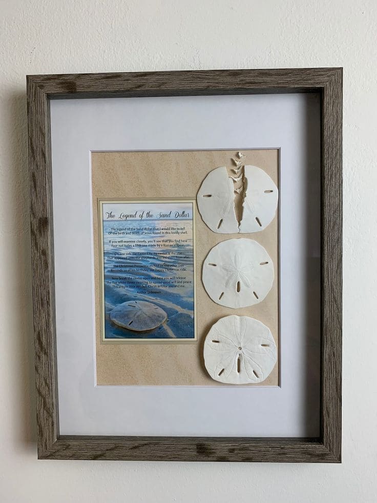 Framed Sand Dollar Art