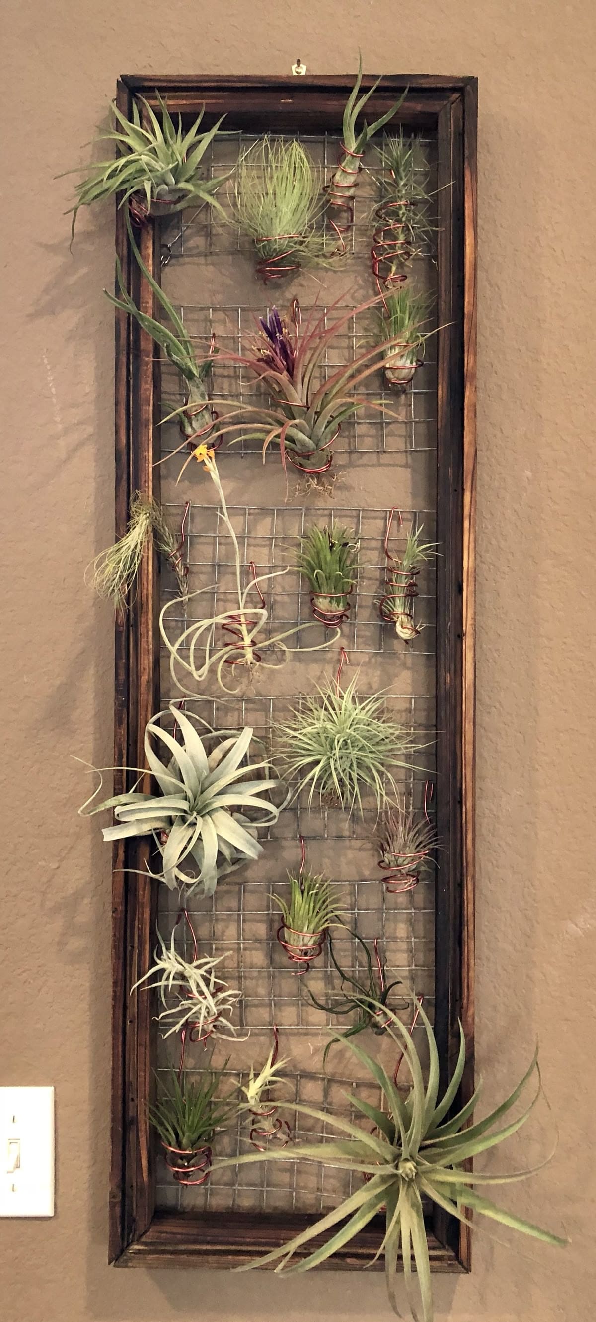 Framed Wire Grid Air Plant Wall Art