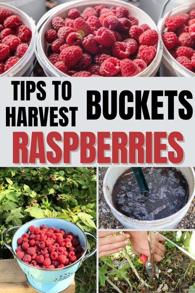 10 Proven Tips Help Gardeners Harvest Buckets of Raspberries