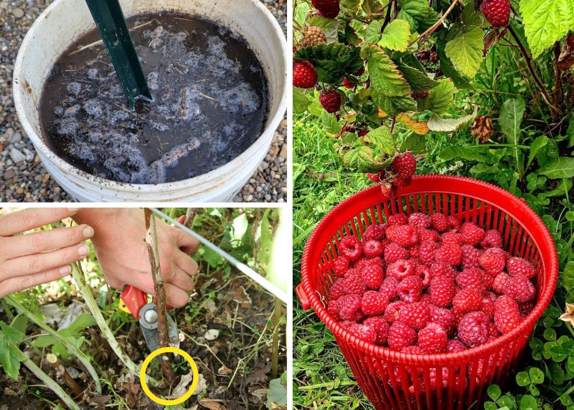 10 Proven Tips Help Gardeners Harvest Buckets of Raspberries