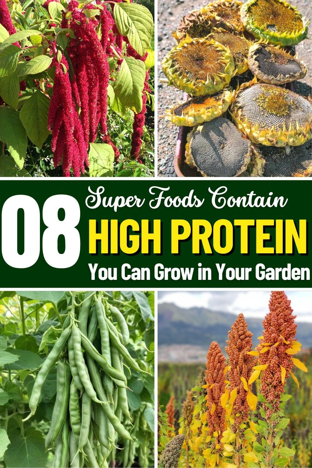 Boost Protein in Your Garden With These 8 Super Foods
