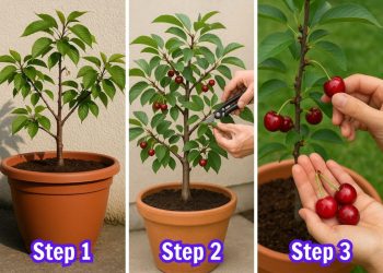 Yes, You Can Grow Cherry Trees in Pots. Here’s Your Full Guide