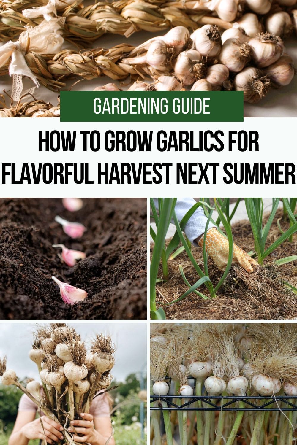 How To Grow Garlic This Fall for a Big, Flavorful Harvest Next Summer