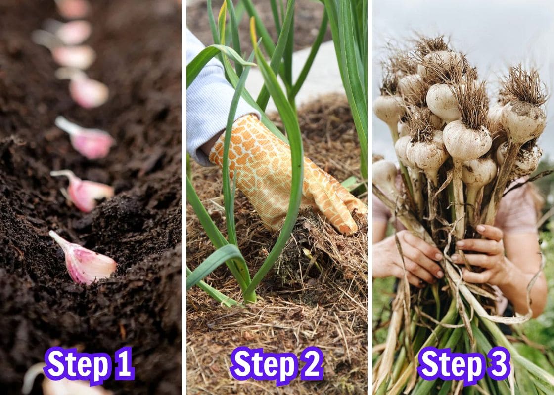 How To Grow Garlic This Fall for a Big, Flavorful Harvest Next Summer