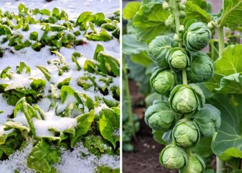 15 Vegetables You Can Grow Well in the next Winter