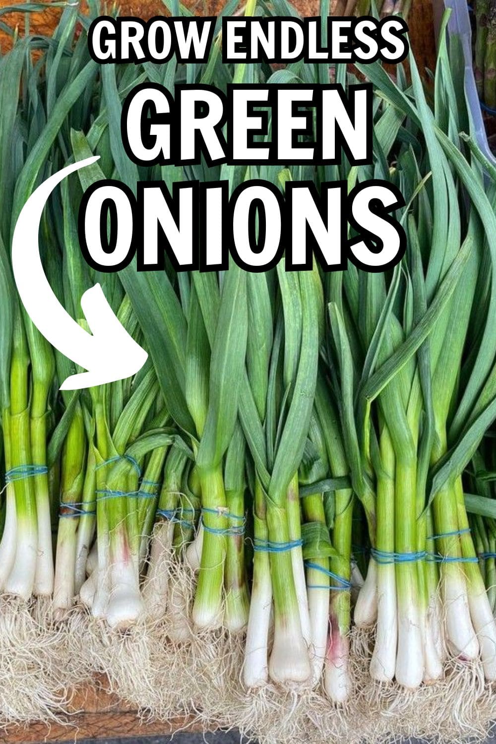 How to Grow Endless Green Onions at Home for Beginners
