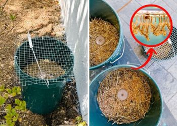 How to Kill Mosquitoes and Their Larvae with the Mosquito Bucket of Doom