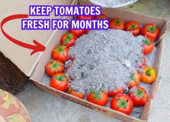 How to Keep Tomatoes Fresh for Months Using Wood Ash