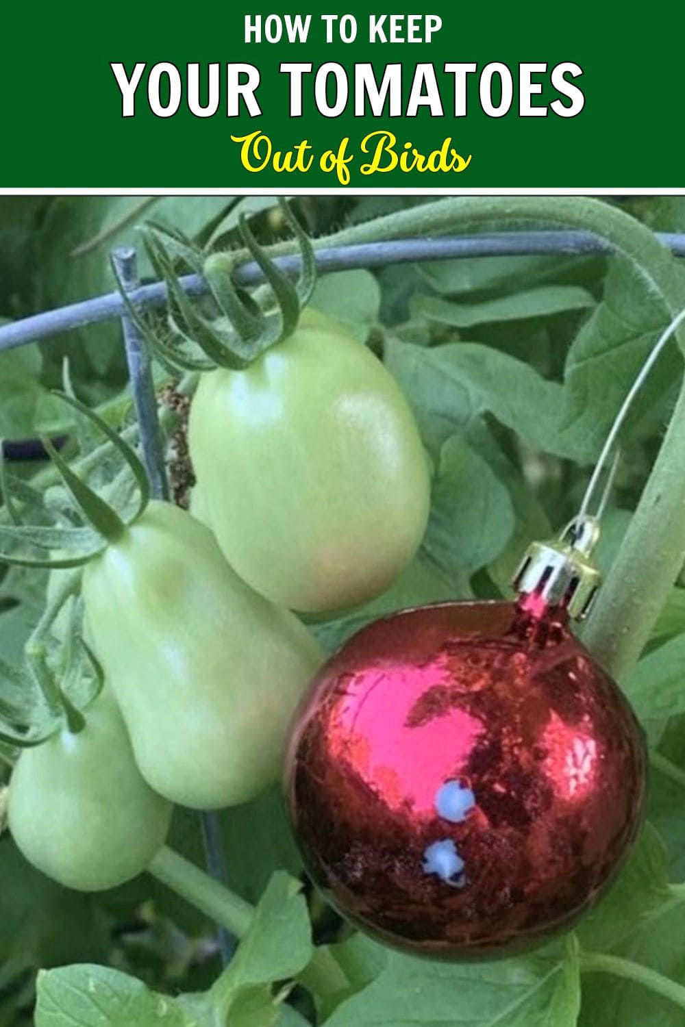 How to Keep Birds Off Your Tomatoes with a Simple Holiday Trick