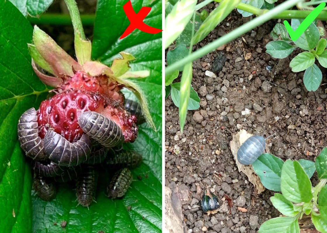 Roly Polies in the Garden: Helpful Cleaners or Sneaky Snackers?